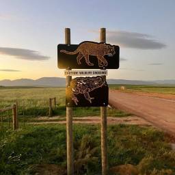 Spotted_on_the_Road_13_Credit_Johann_Kruger_original